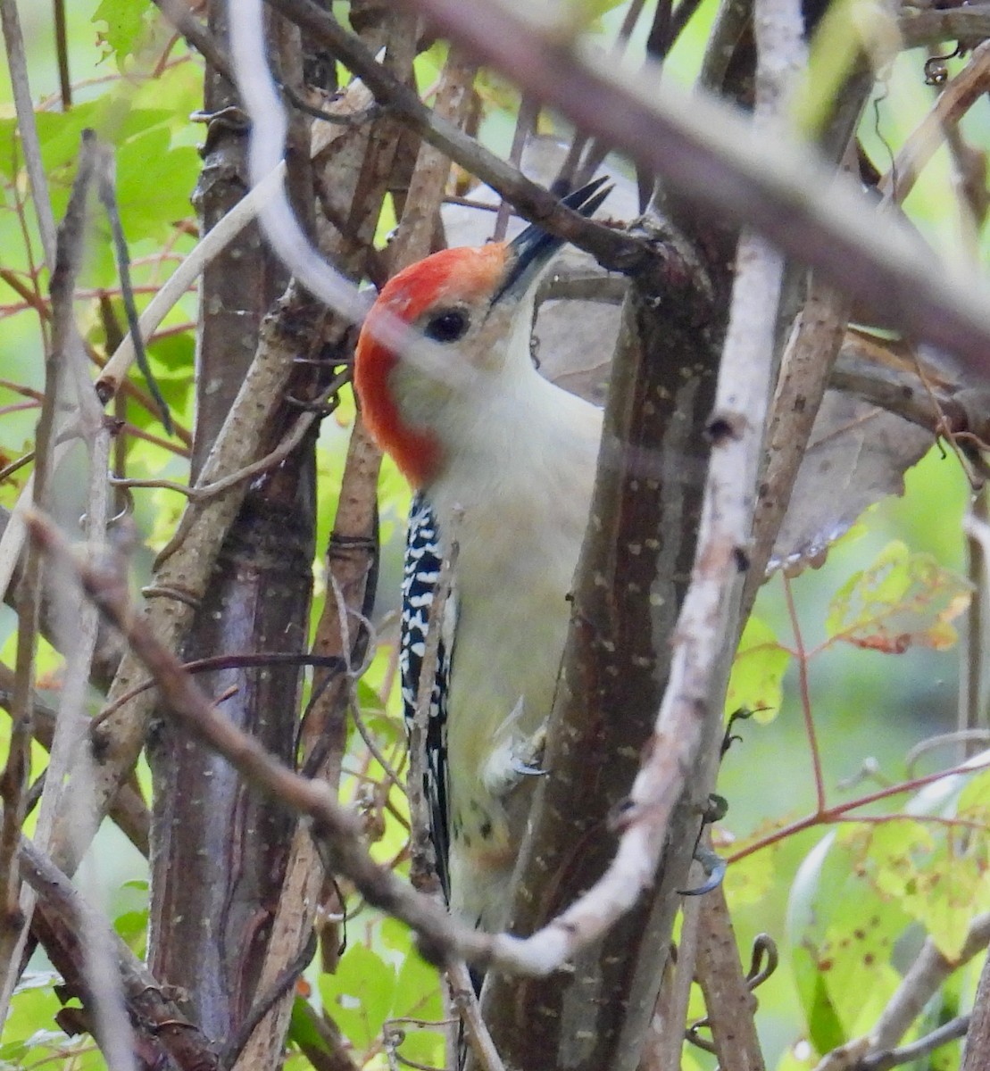 Red-bellied Woodpecker - ML495186011
