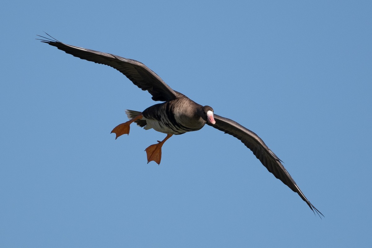 Greater White-fronted Goose - Cynthia  Case