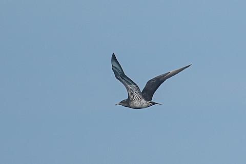 Parasitic Jaeger - Bert Filemyr