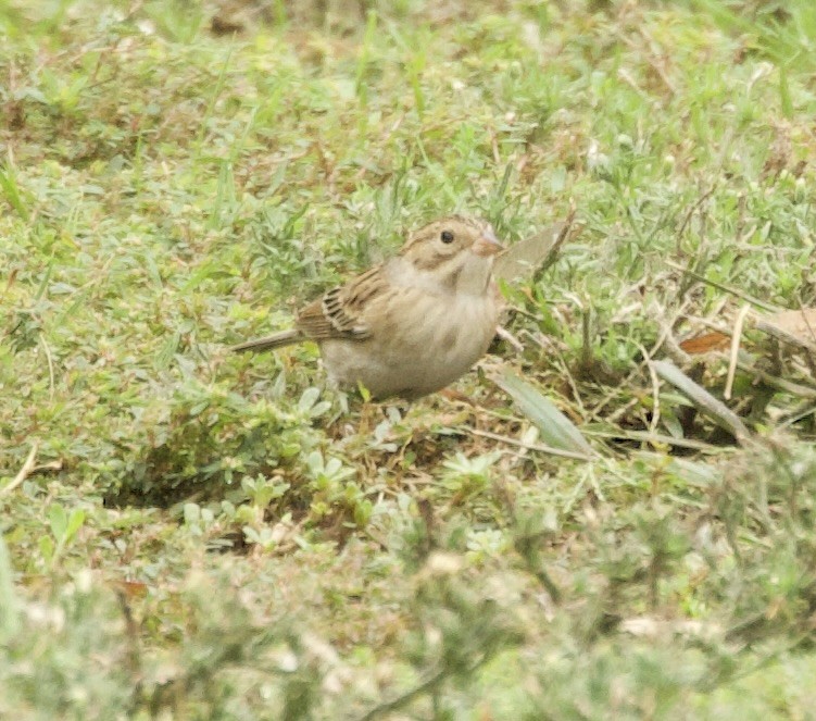 Clay-colored Sparrow - ML495191751