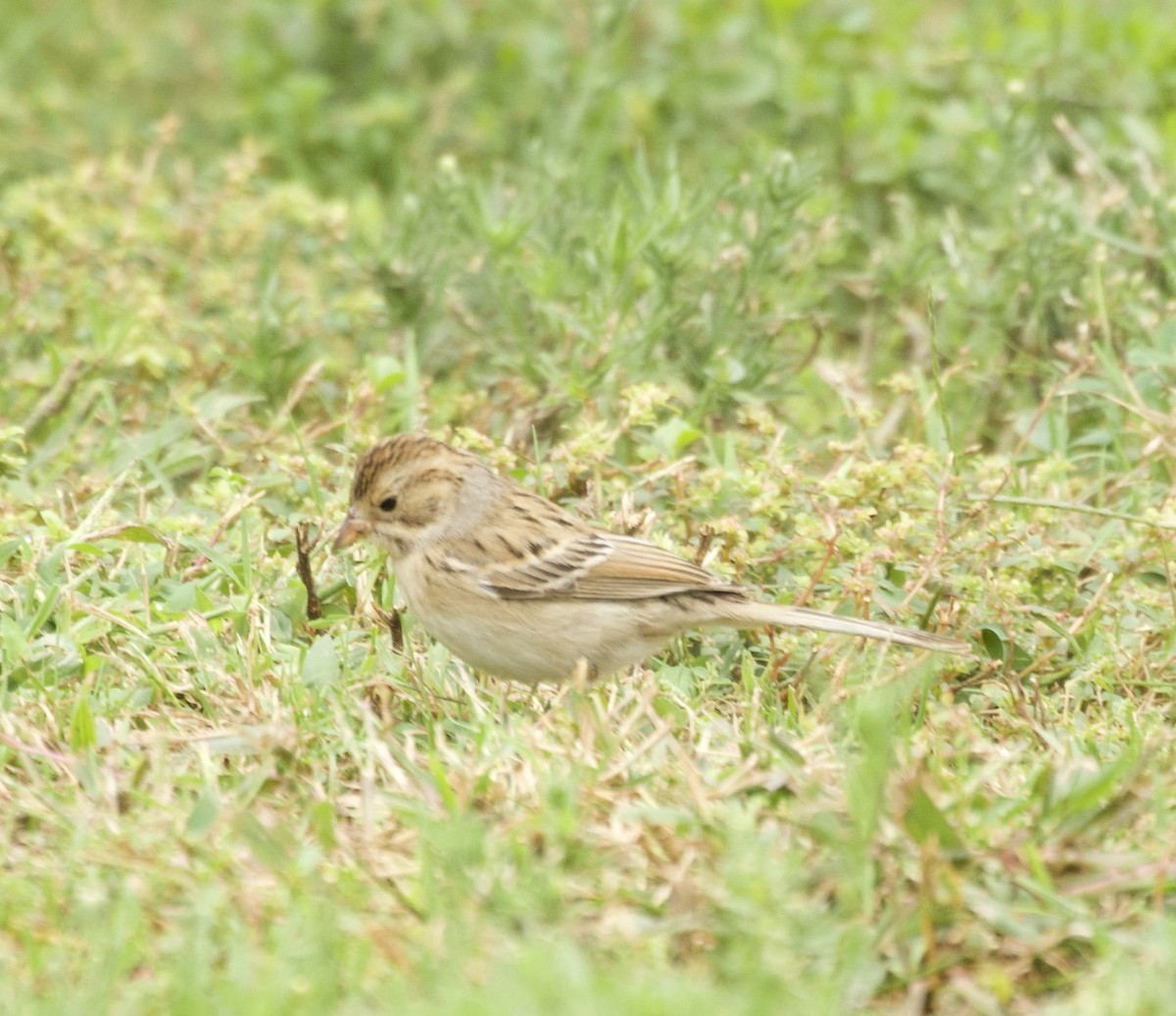 Clay-colored Sparrow - ML495191761