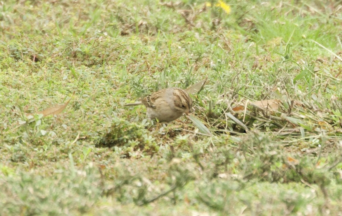Clay-colored Sparrow - ML495191781