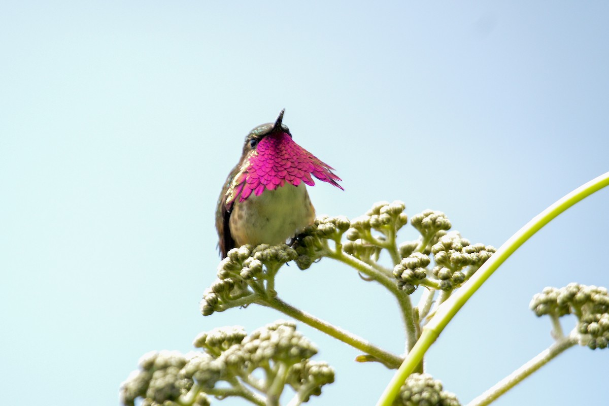 Wine-throated Hummingbird - ML495194431