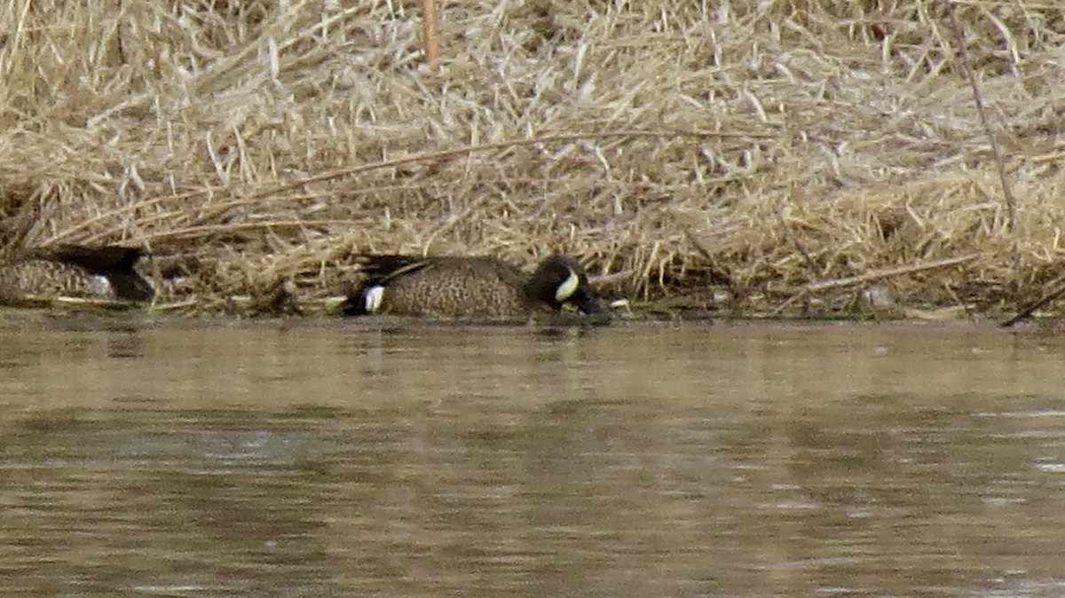 Blue-winged Teal - ML49519481