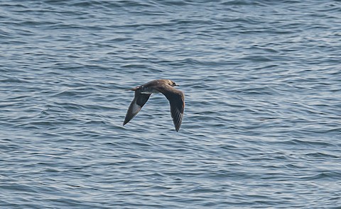 Parasitic Jaeger - Bert Filemyr