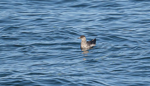 Parasitic Jaeger - Bert Filemyr