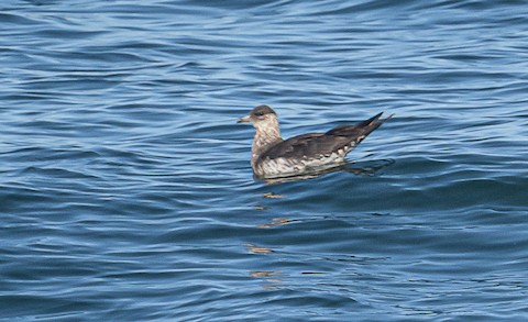 Parasitic Jaeger - Bert Filemyr