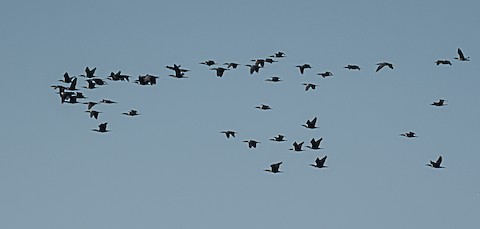 Double-crested Cormorant - Bert Filemyr