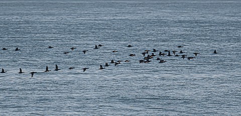 Surf/Black Scoter - Bert Filemyr