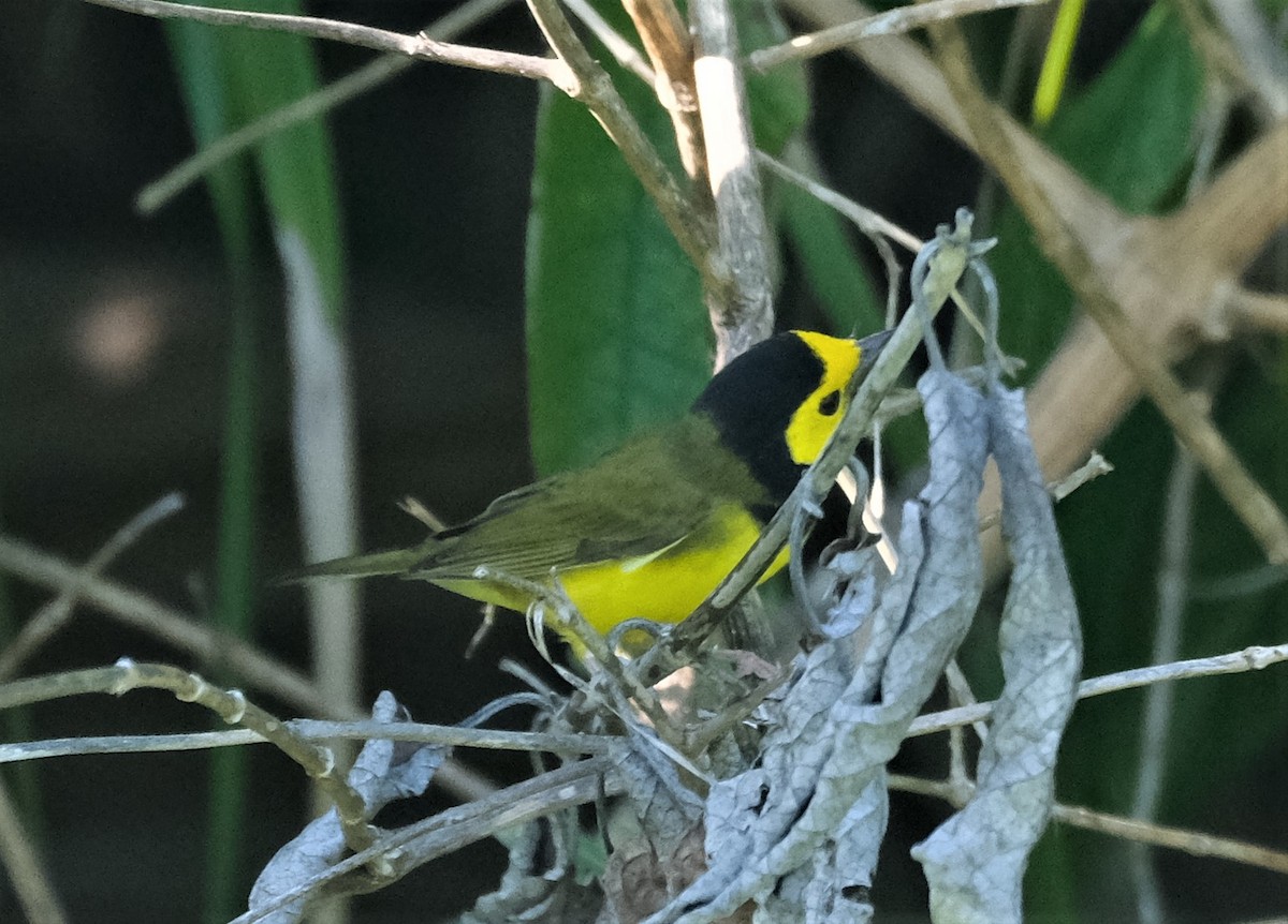 eBird Checklist - 18 Oct 2022 - Crystal Caves - 10 species