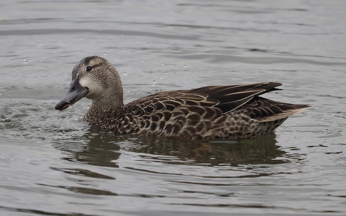 Blue-winged Teal - ML495198541