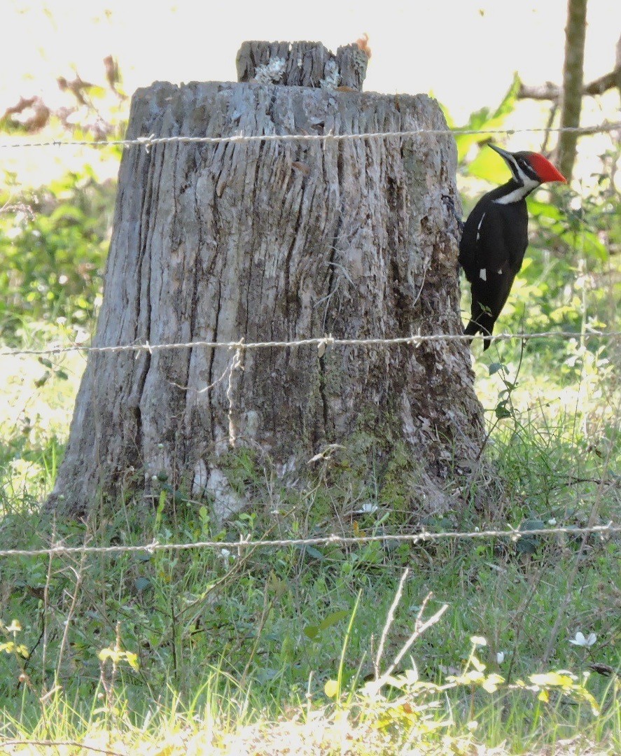 Pileated Woodpecker - alice horst