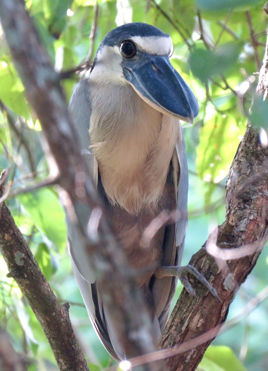 Boat-billed Heron - ML495199541