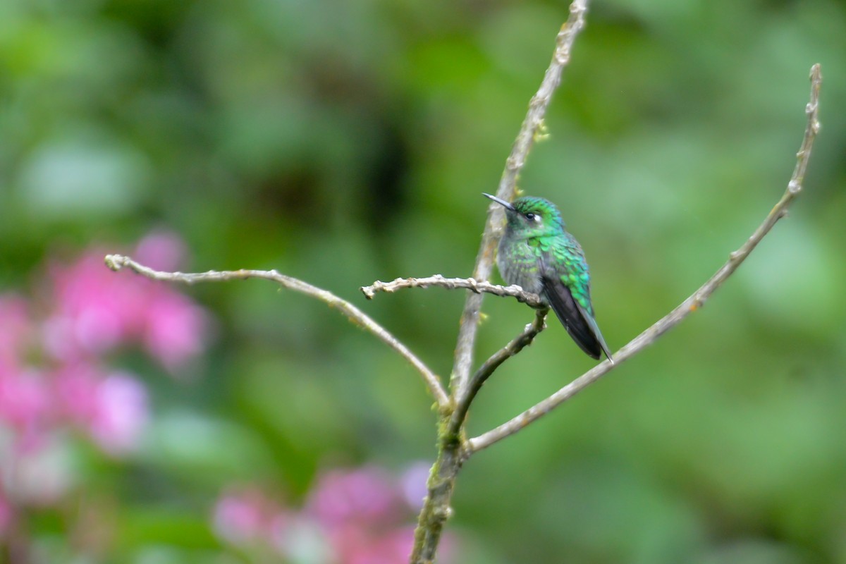 Emerald-chinned Hummingbird - ML495199601