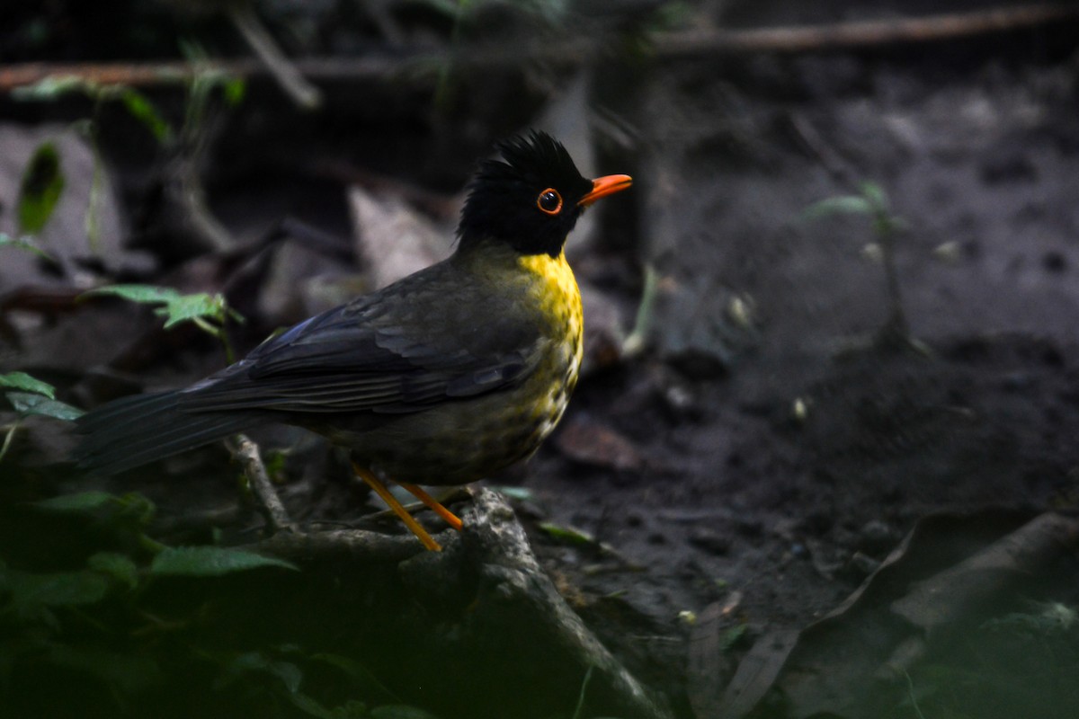 Yellow-throated Nightingale-Thrush - ML495199911