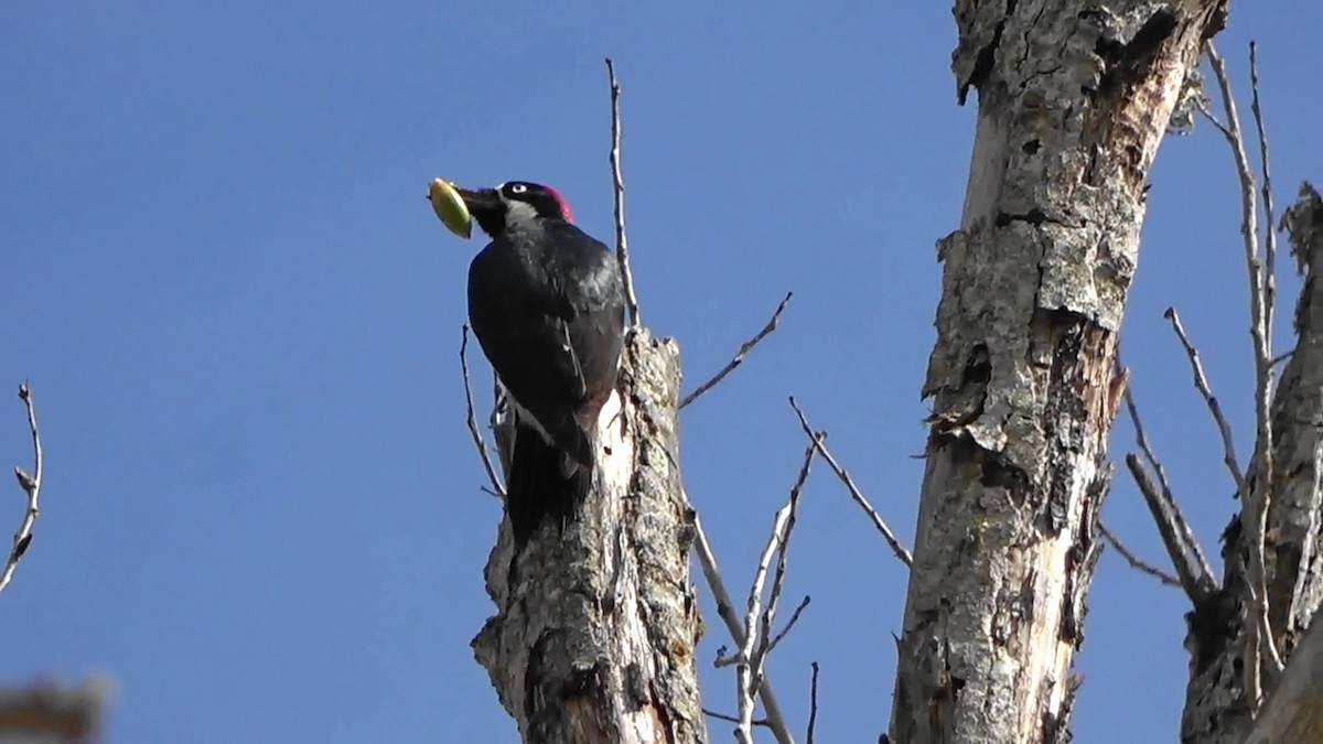 Acorn Woodpecker - ML495201771