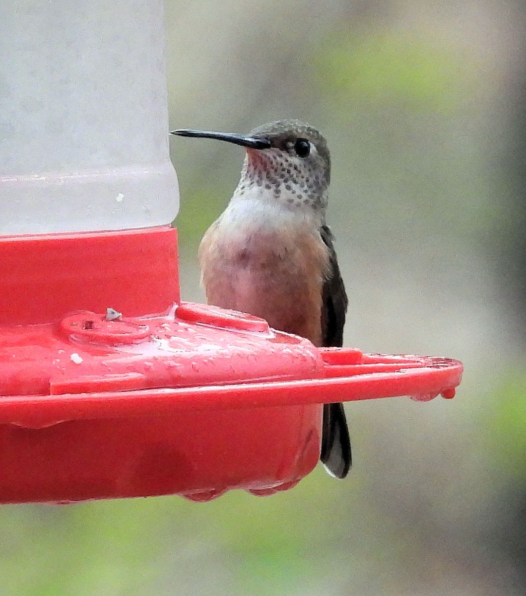 Broad-tailed Hummingbird - ML495204511