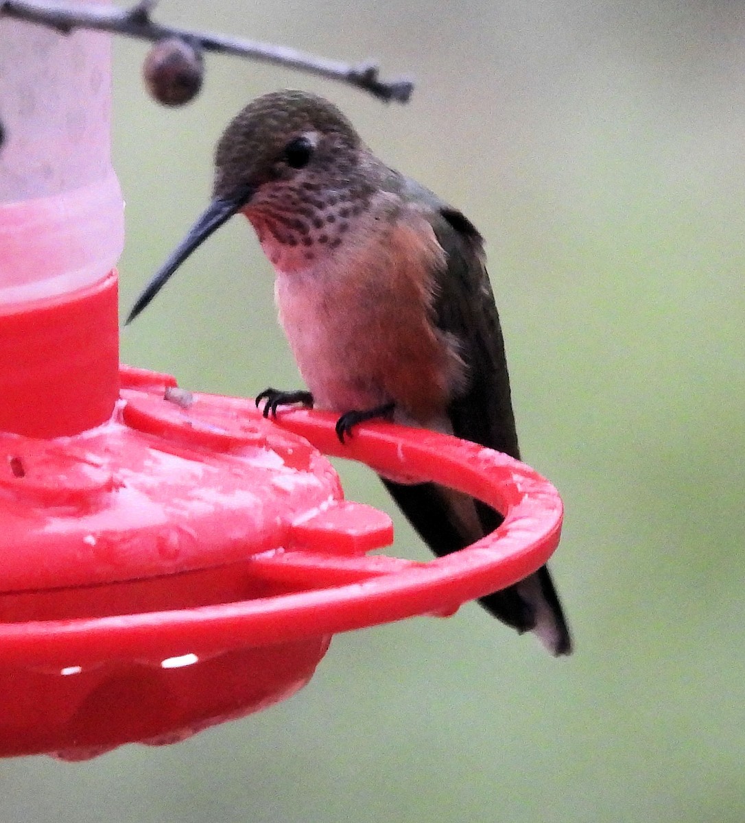 Broad-tailed Hummingbird - ML495204521