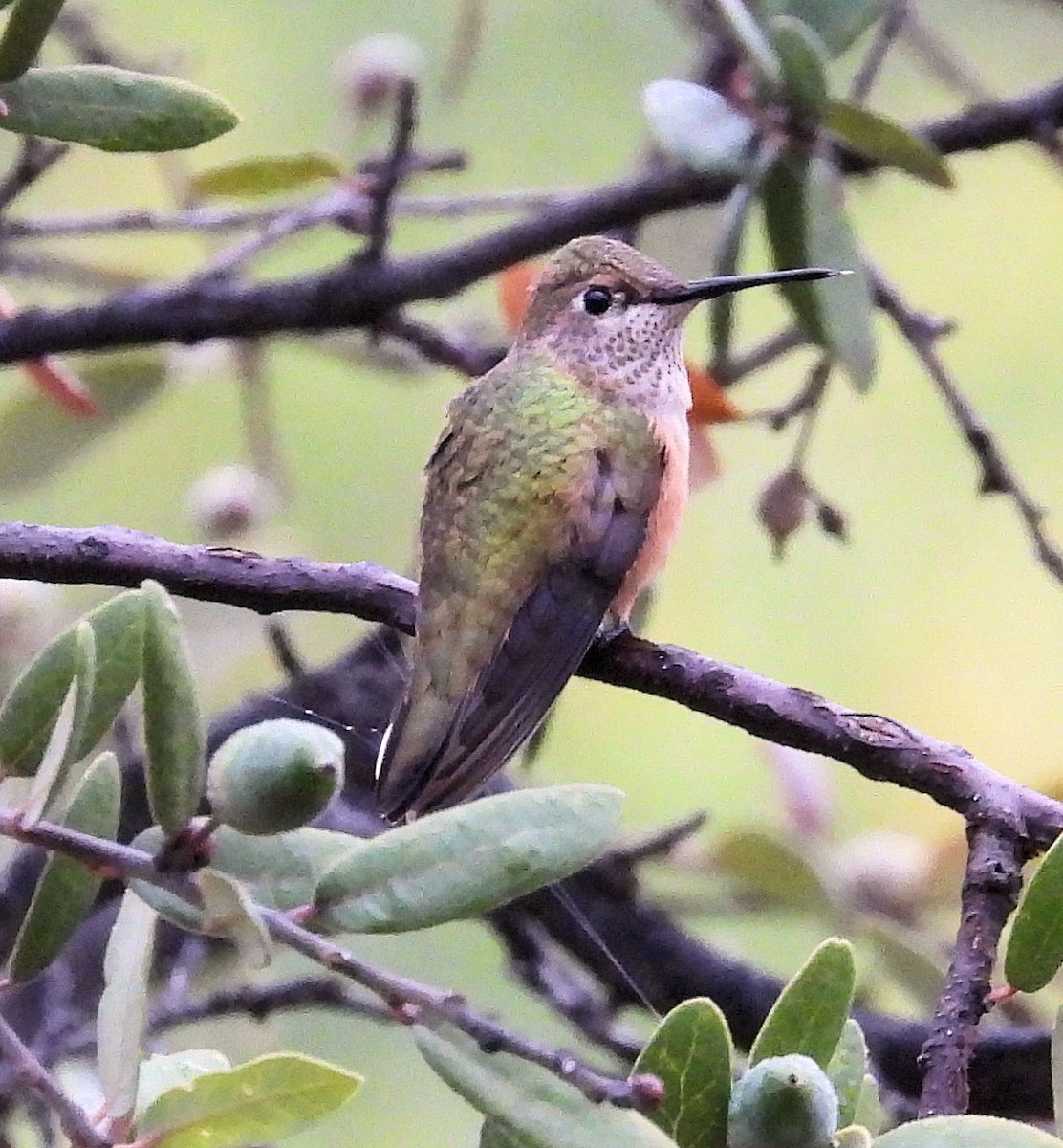 Broad-tailed Hummingbird - ML495204531