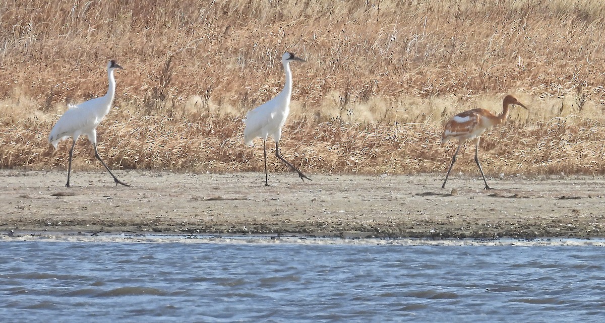 ML495212511 Whooping Crane Macaulay Library