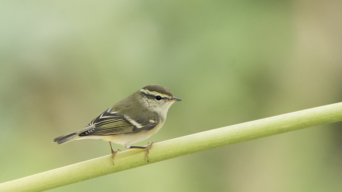 Yellow-browed Warbler - ML495217821