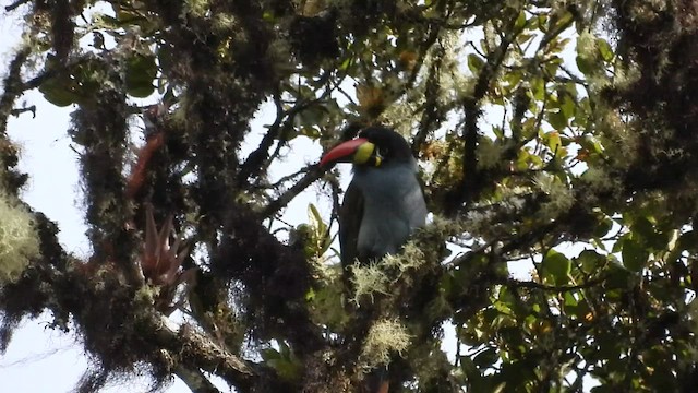 Gray-breasted Mountain-Toucan - ML495219591