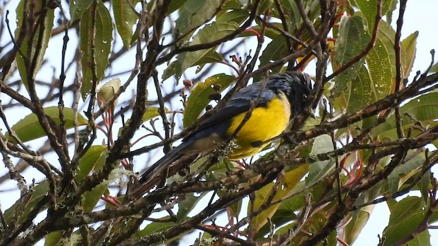 Buff-breasted Mountain Tanager - ML495219811