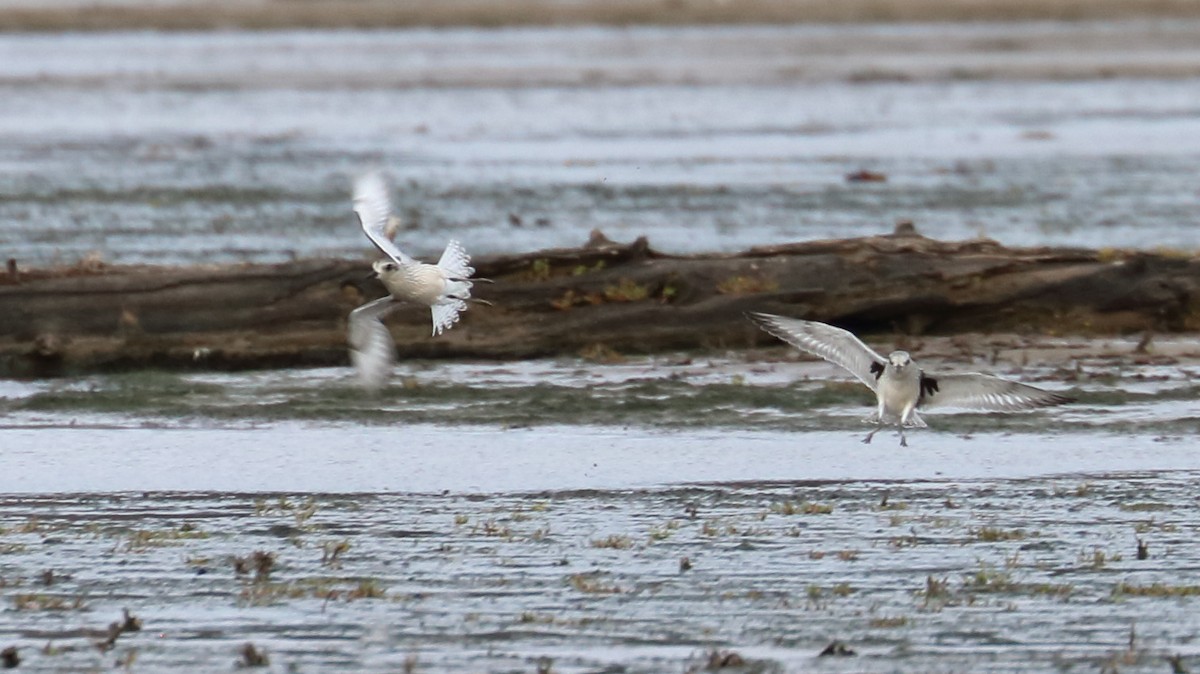 Black-bellied Plover - Braden Collard