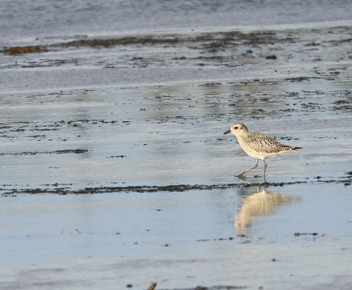 Black-bellied Plover - Braden Collard