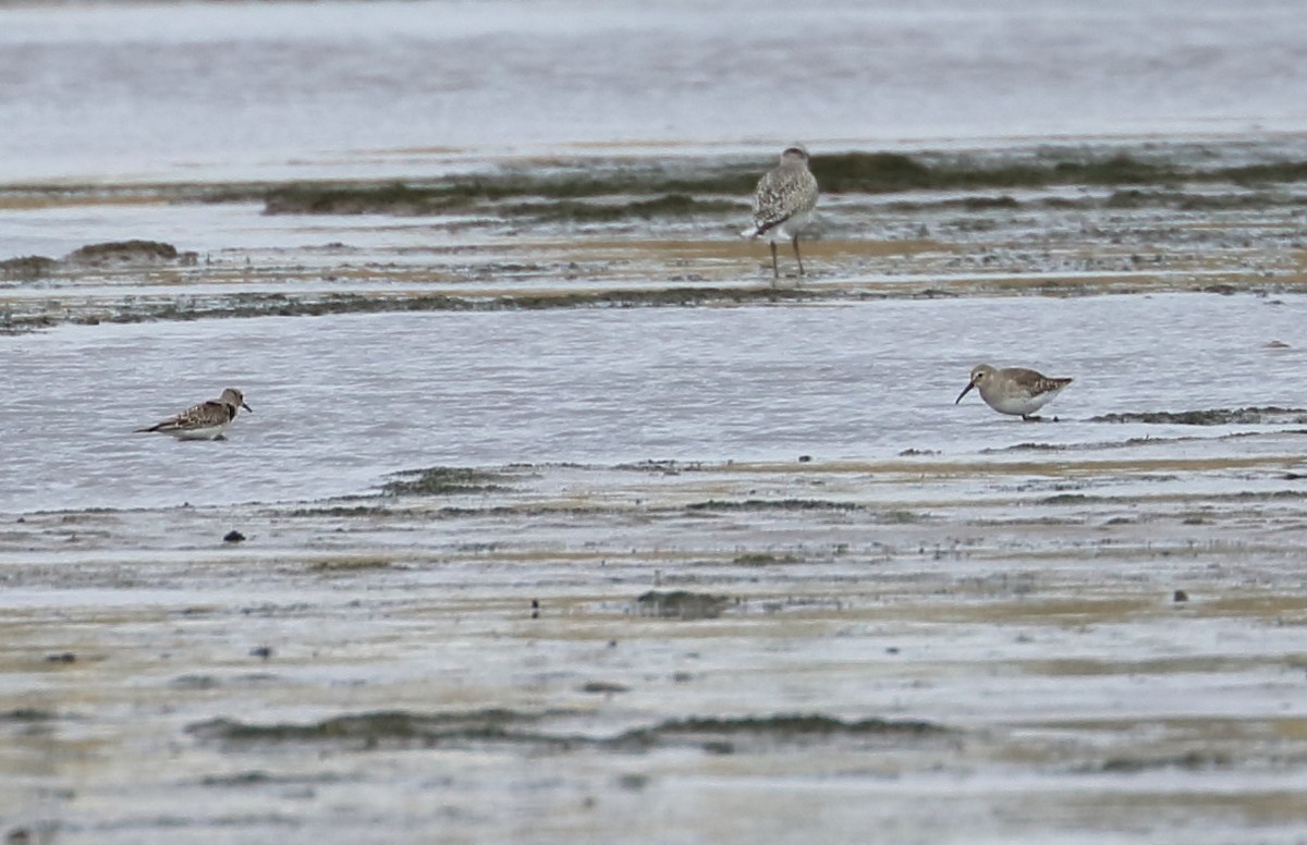 Dunlin - Braden Collard