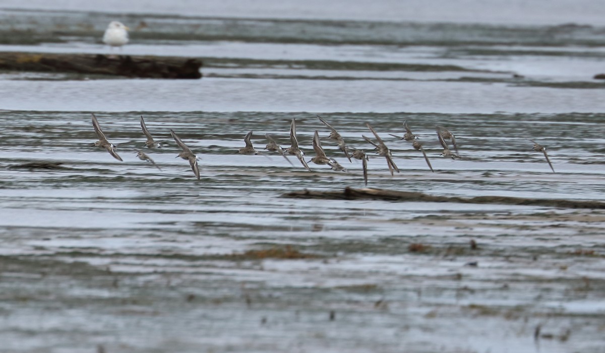 White-rumped Sandpiper - Braden Collard