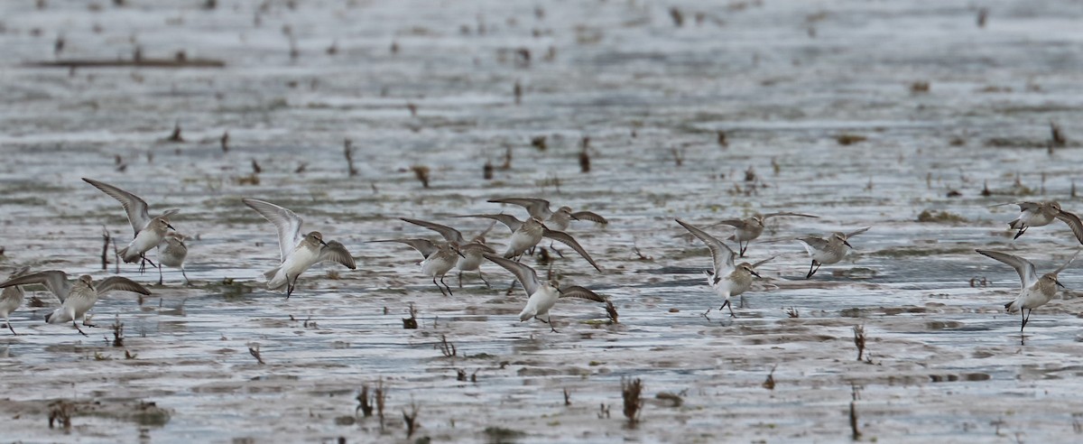 White-rumped Sandpiper - Braden Collard