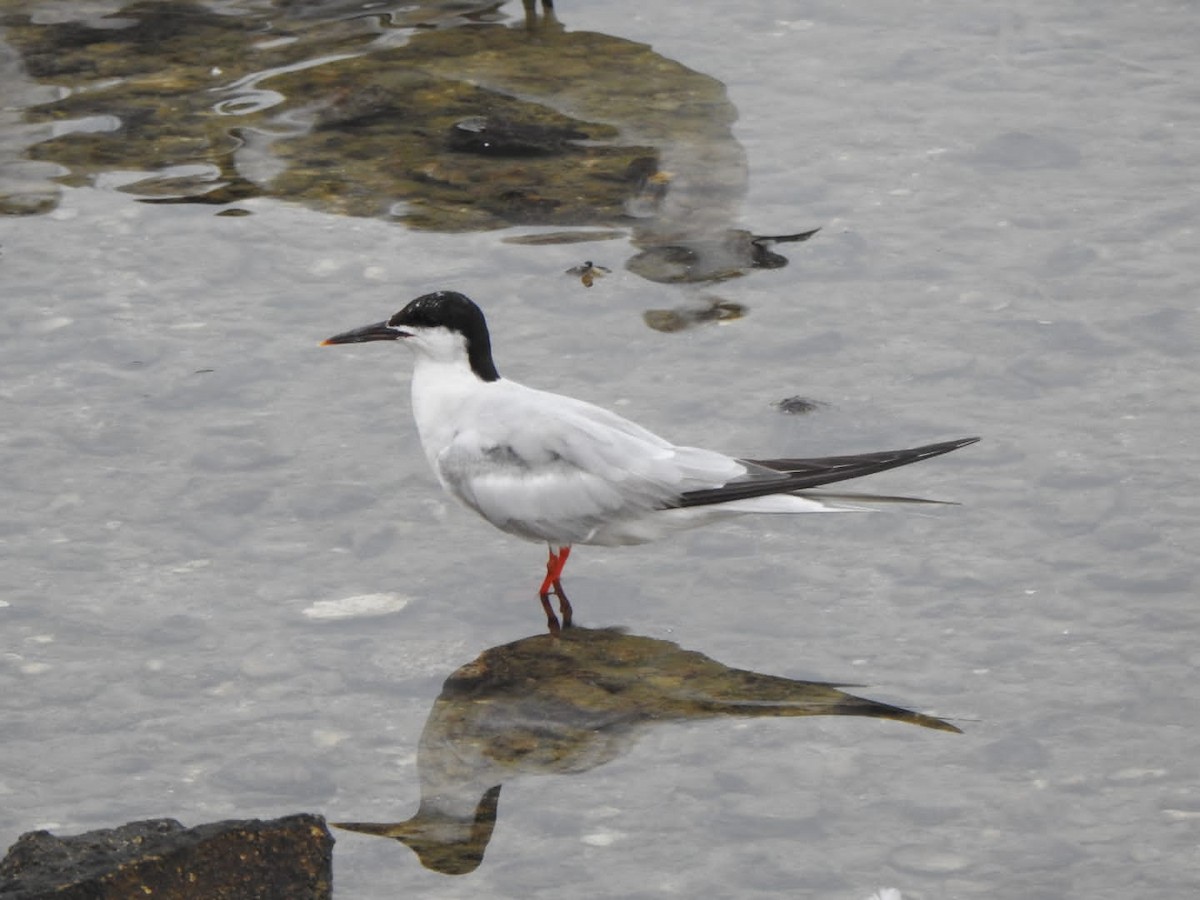 Common Tern - ML495235561