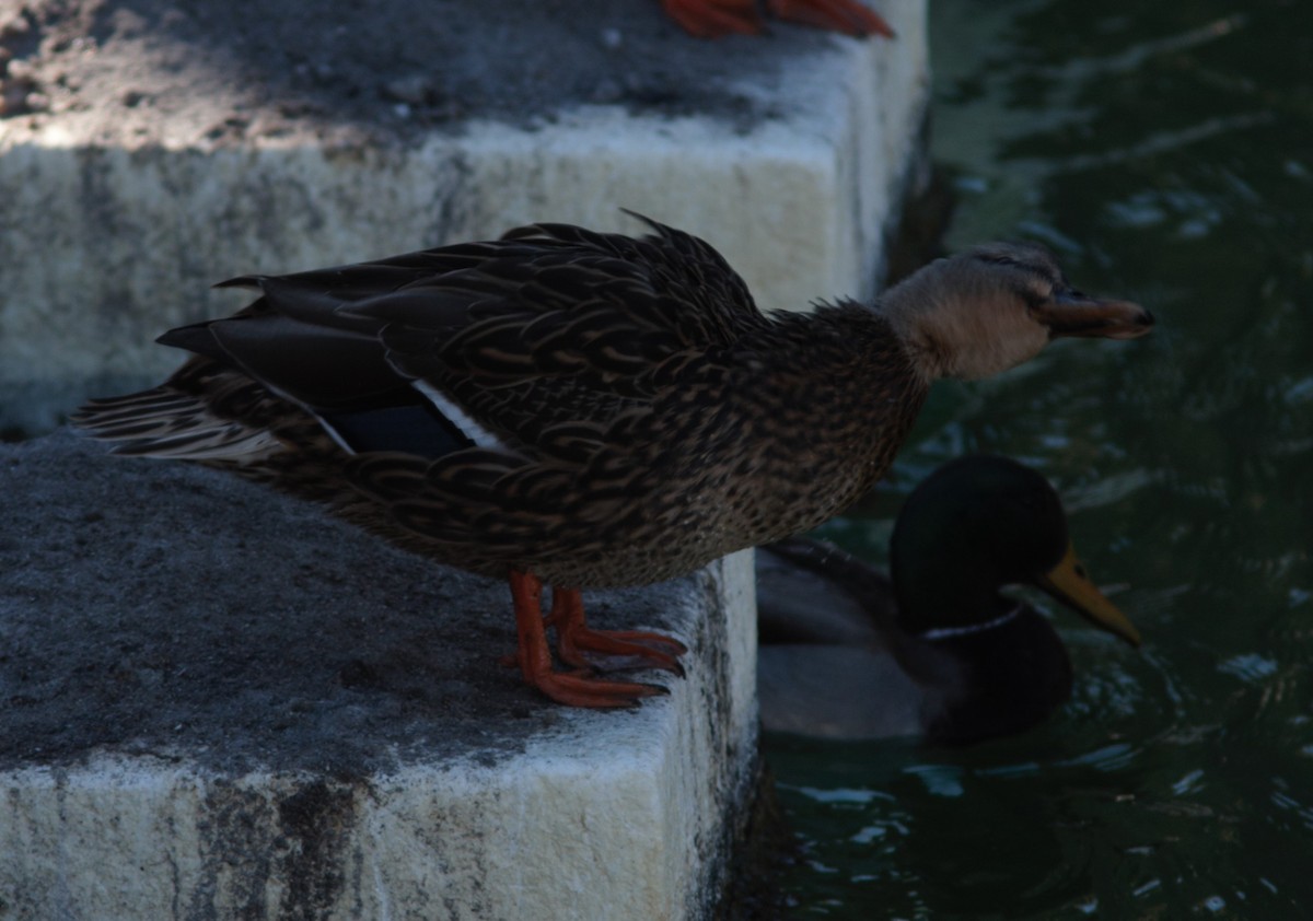 Mallard/Mexican Duck - ML495235671