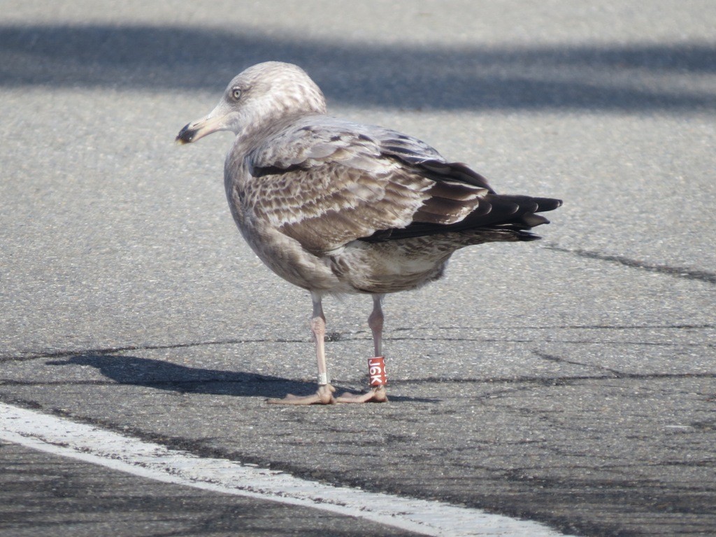 Herring Gull (American) - ML49523681