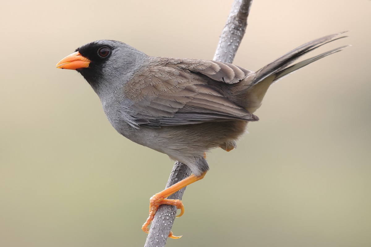Gray-winged Inca-Finch - ML495236851