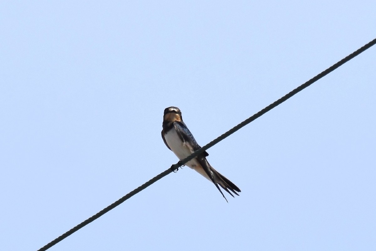 Barn Swallow - irina shulgina