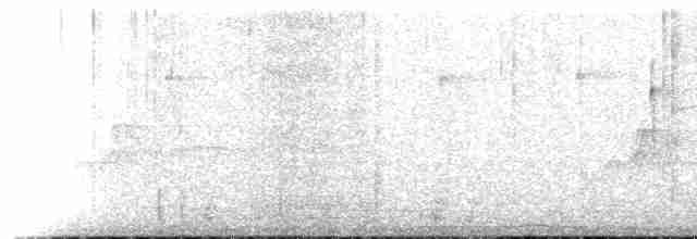Whooping Motmot (argenticinctus) - ML495239341