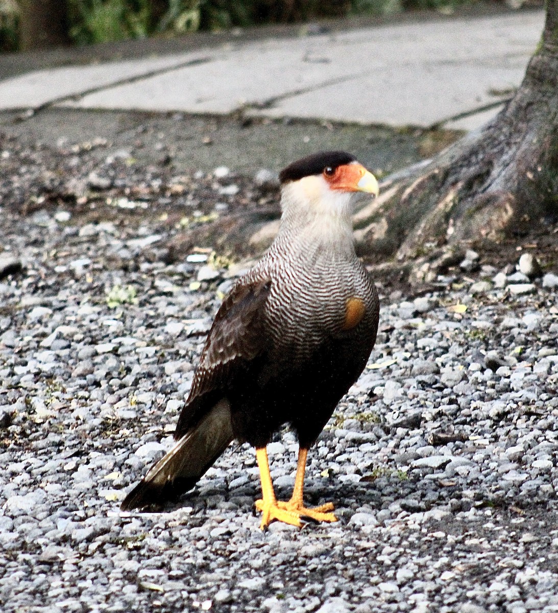 Crested Caracara (Southern) - ML495239711