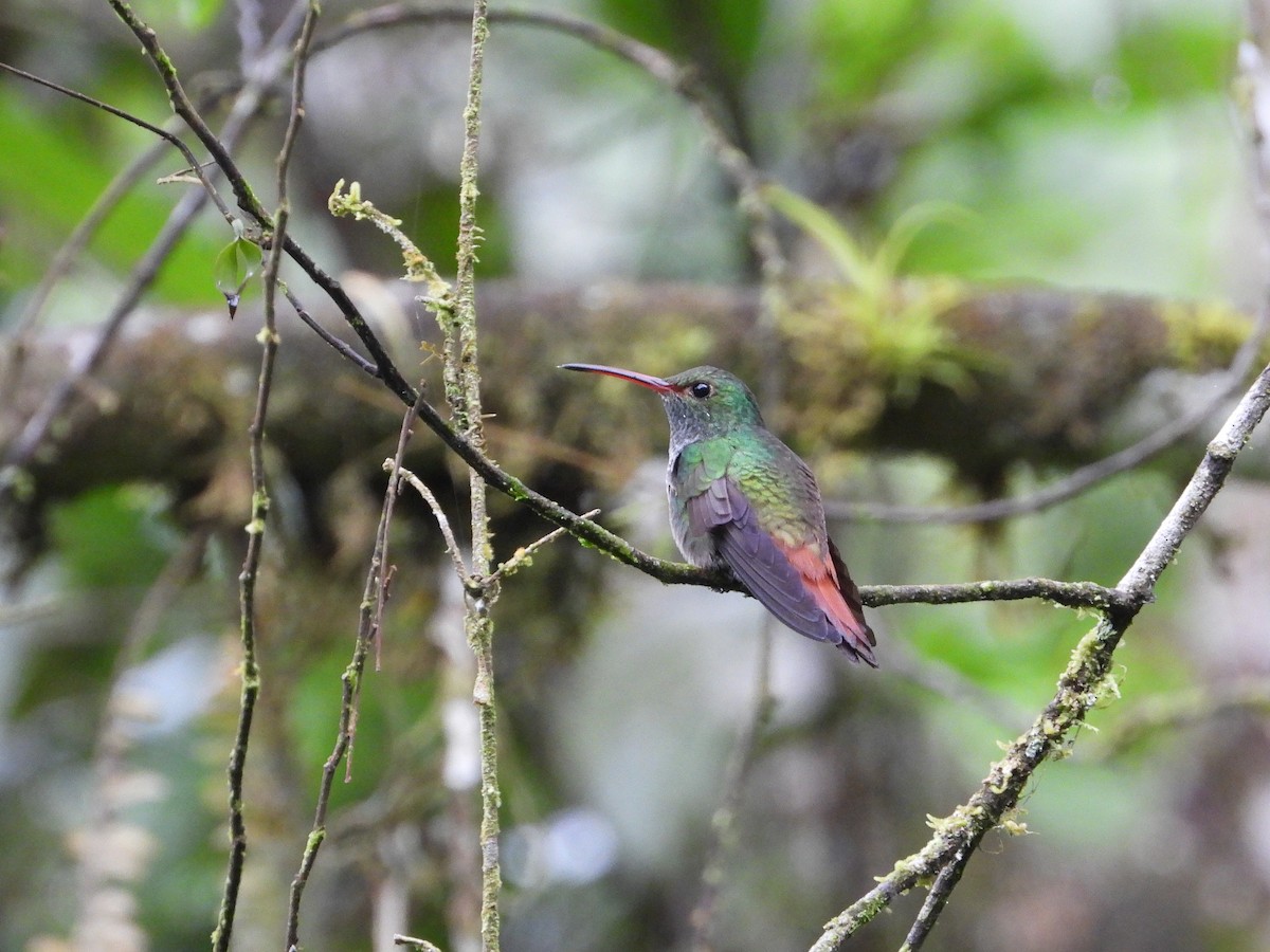 Rufous-tailed Hummingbird - ML495242121
