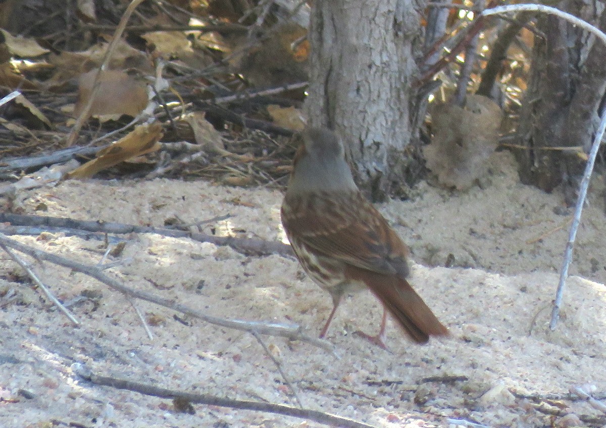 Fox Sparrow (Red) - ML495243131
