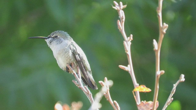 Costa's Hummingbird - ML495249451