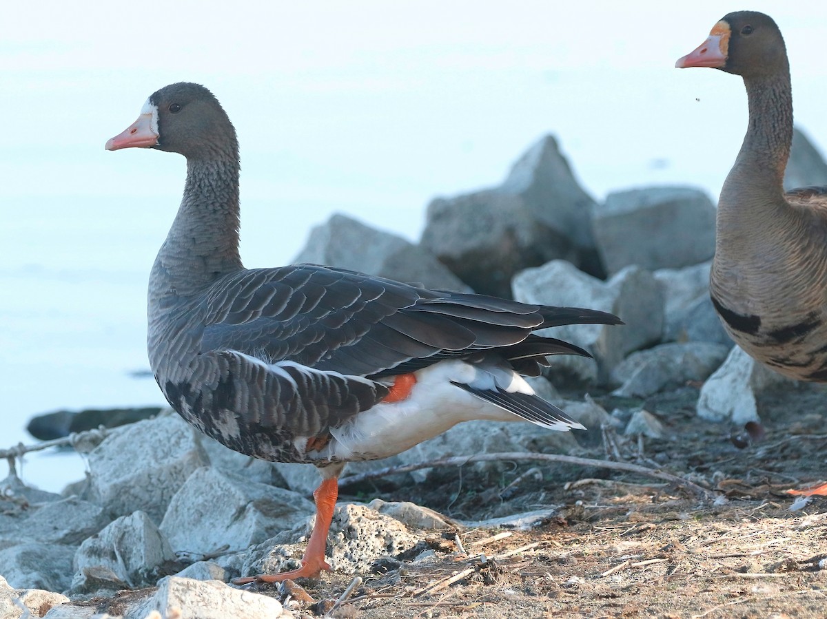 Greater White-fronted Goose - ML495253151