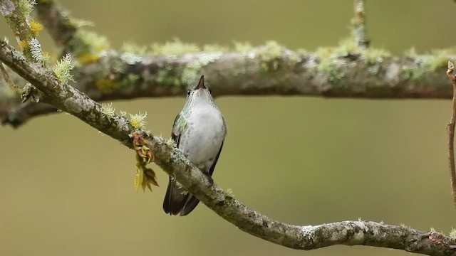 White-bellied Hummingbird - ML495253801