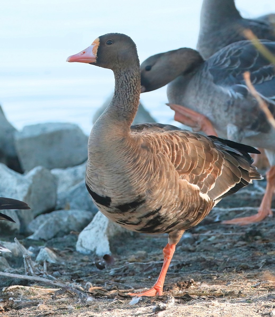 Greater White-fronted Goose - ML495256951