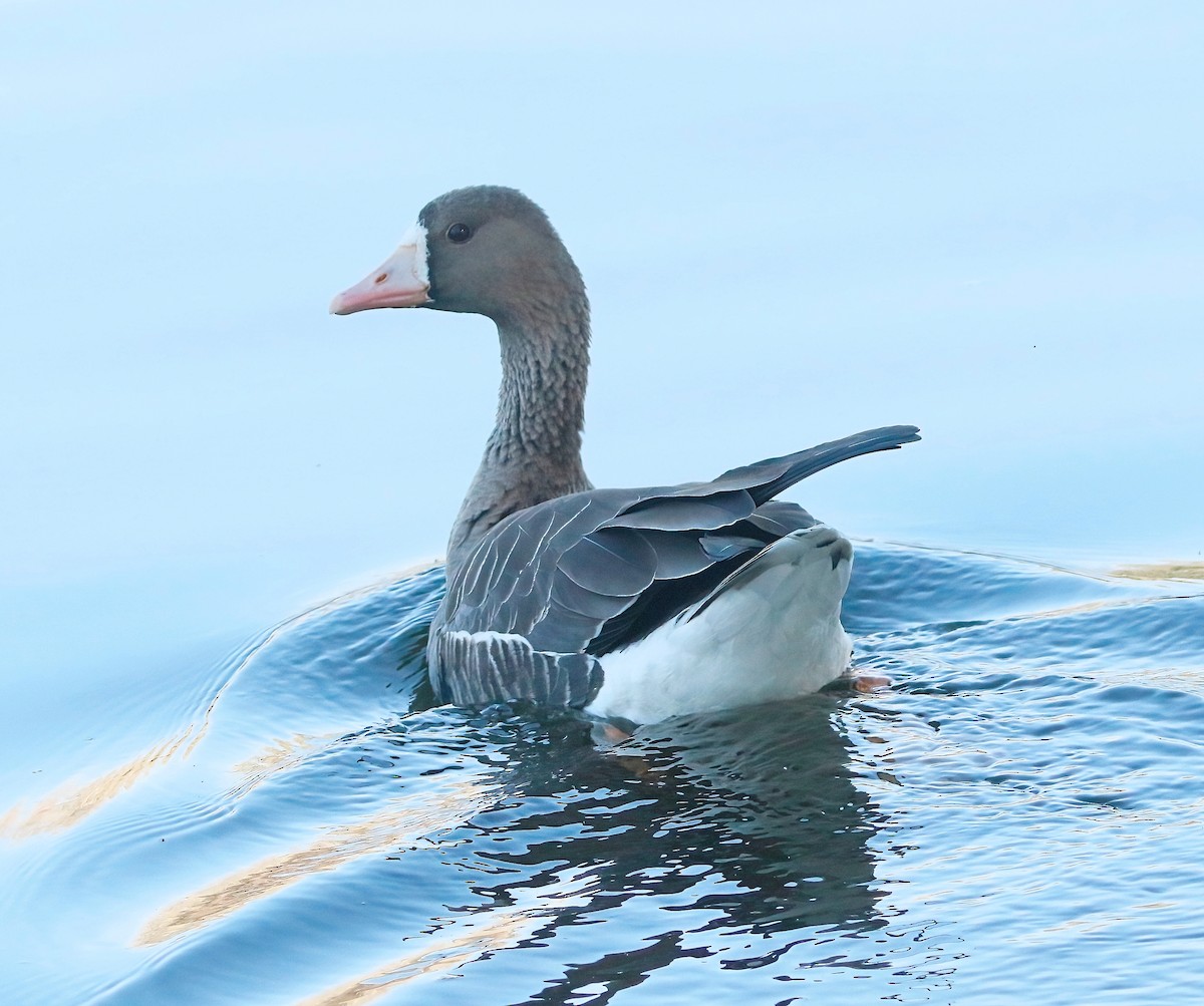 Greater White-fronted Goose - ML495257731