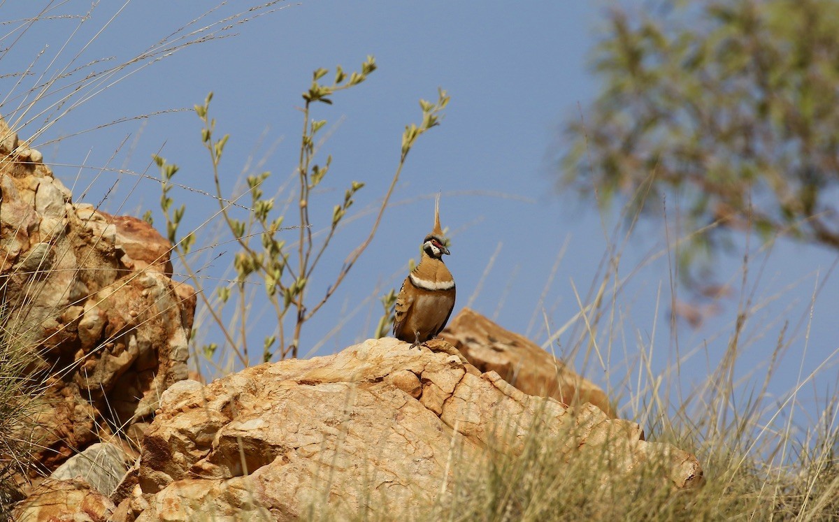 Spinifex Pigeon - ML495260071