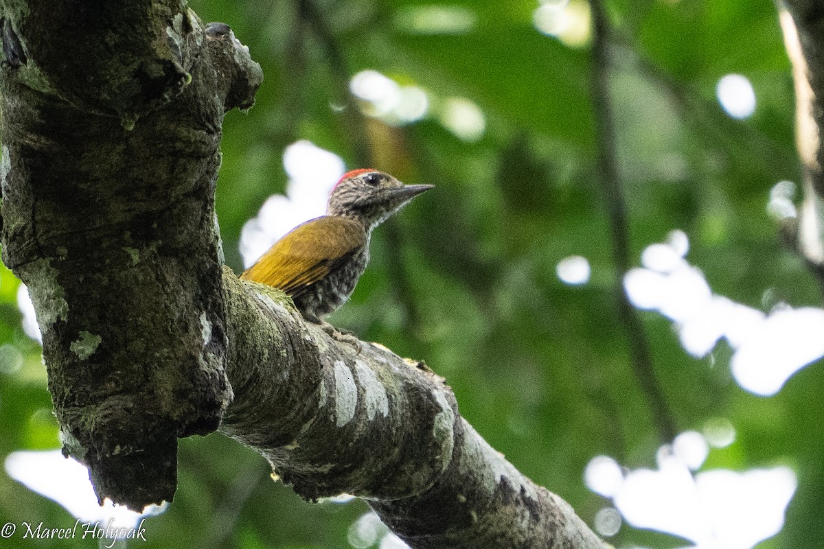 Gabon Woodpecker - ML495272201