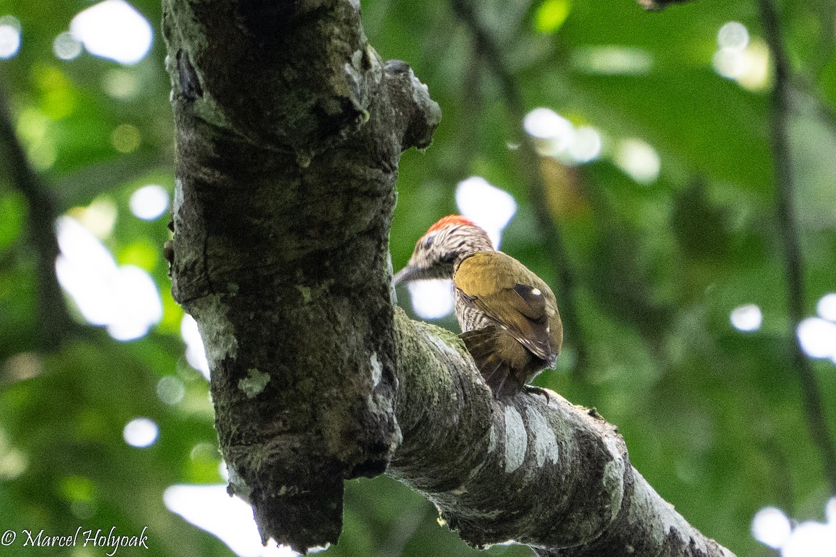 Gabon Woodpecker - ML495272211