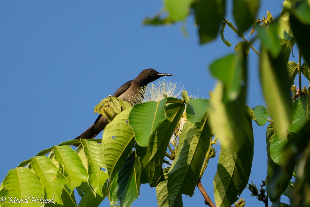 Blue-throated Brown Sunbird - Marcel Holyoak